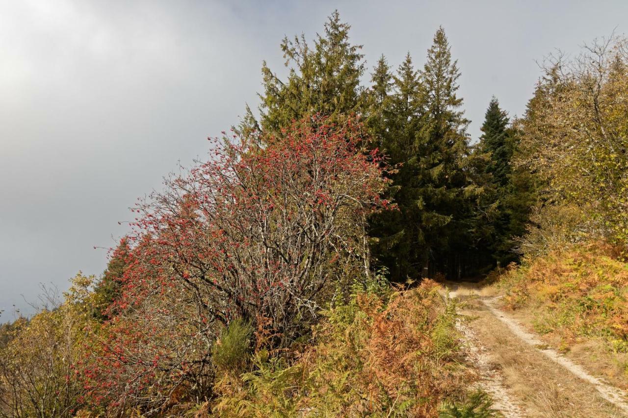 Gite De Sauviat 25 Chemin Du Grand Pacher Le Bourg De Sauviat 63120 المظهر الخارجي الصورة